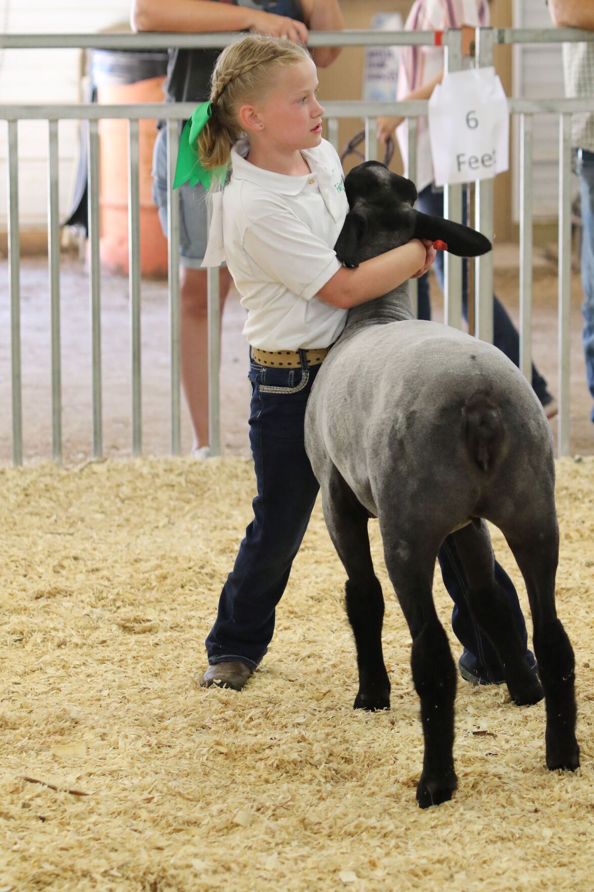 PHOTO: Sheep Show at Scotts Bluff County Fair